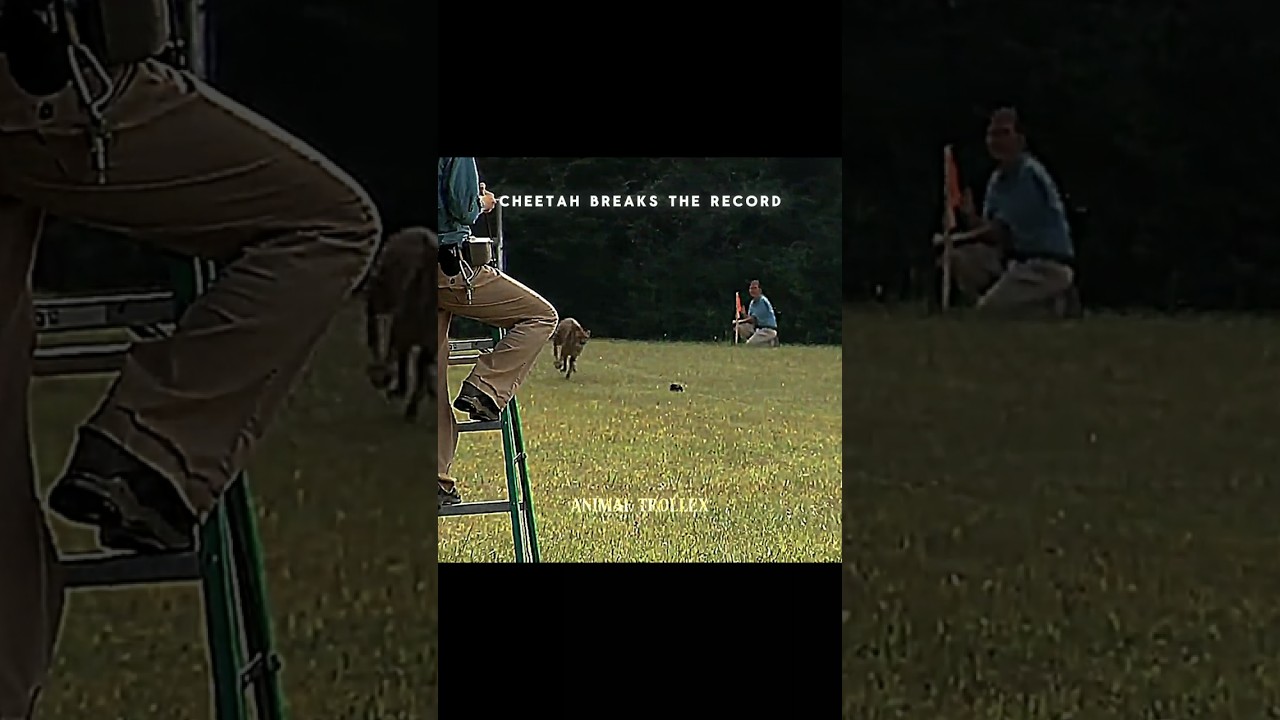 Cheetah aura +999🗿🔥 