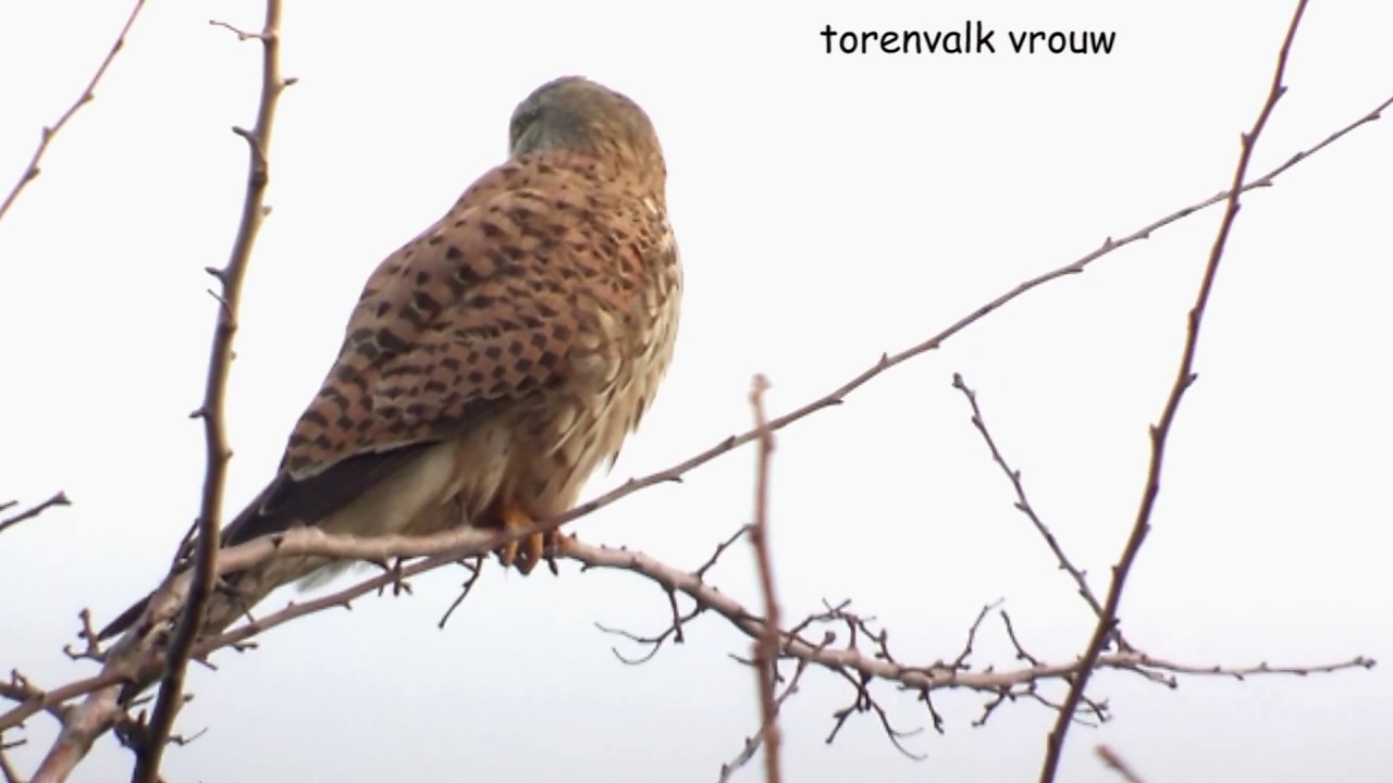20200111 TORENVALK (COMMON KESTREL) 