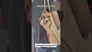 kitna pyara hai😍 #shortsfeed #shorts #viral #dog #doglife #doglove #love #cute #cutedog #puppy