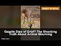Gazelle Dies of Grief? The Shocking Truth About Animal Mourning