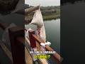 apa yang ditumpahkan di sungai? #viralshorts #faktaunik