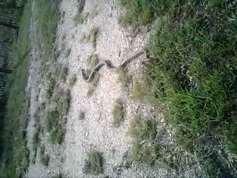 Snake disappears into thin air!