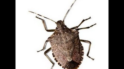 Effective Power iOS Bug Can Crash IPhone With A Certain Text Message!