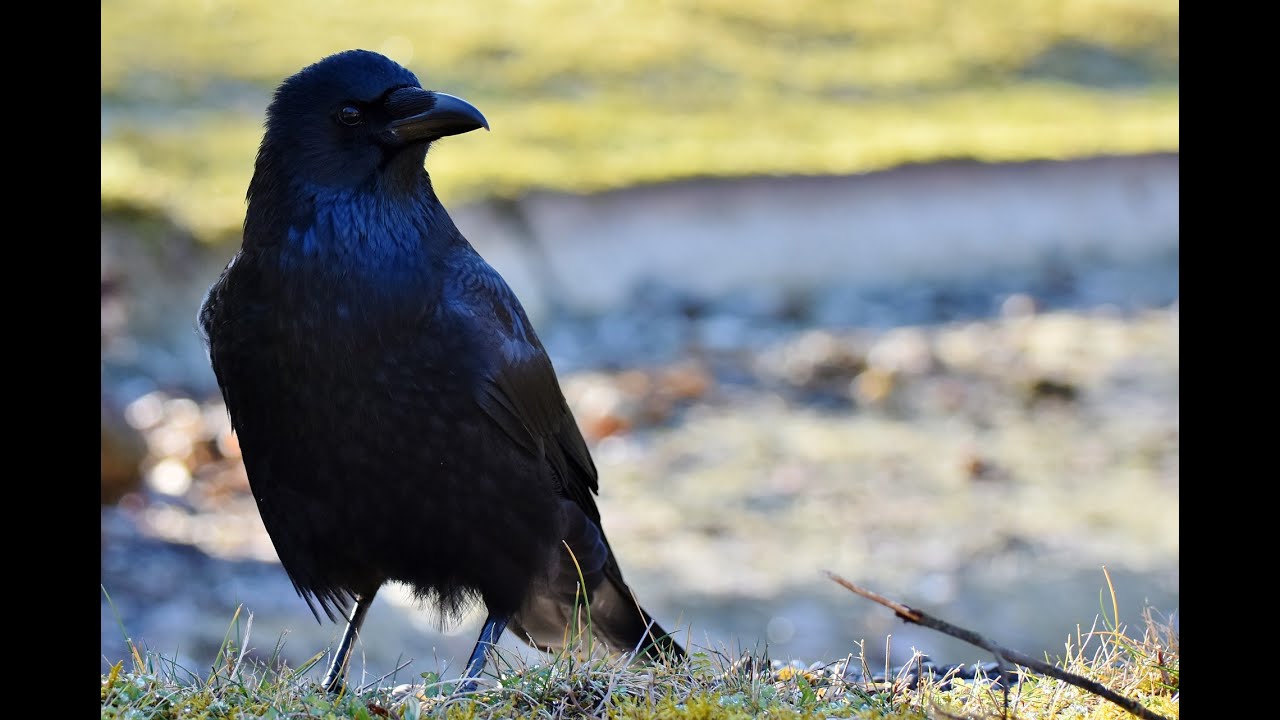 DEMOLISHING 2 CHEATERS w/ RAVEN B4