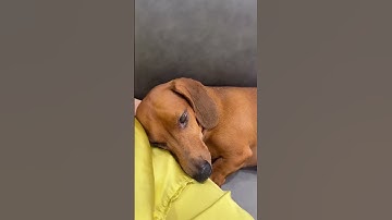 Một đứa khóc mà quá trời người cười, mẹ ghẹo khóc mà toàn chảy nước miếng quê quá tự dậy 😆   #leot