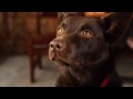 Kokos red dog screen test