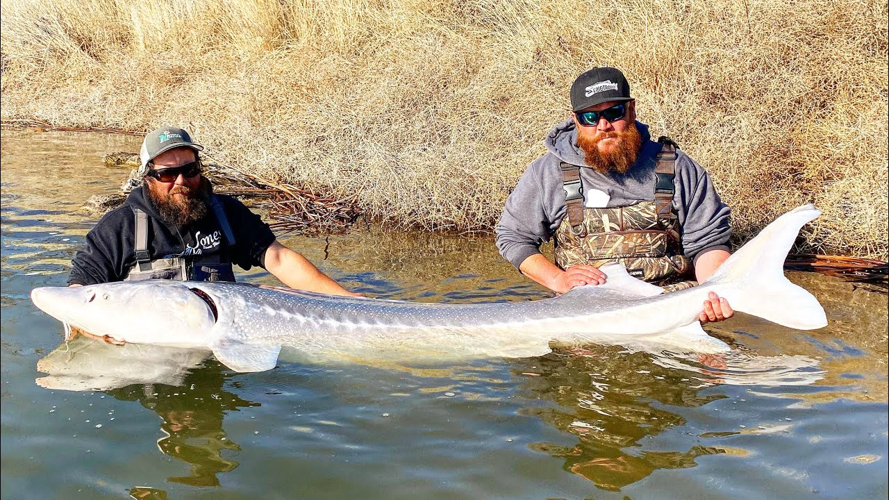 How to Rig Up for Sturgeon 