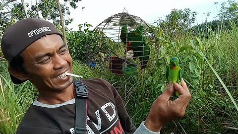 cukup 1 jam mikat burung serindit sudah dapat 5 ekor dada merah