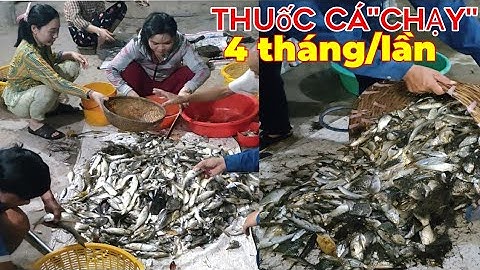 thuốc cá "CHẠY" vuông tôm Năm Căn Cà Mau 4 tháng / lần và cái kết...??