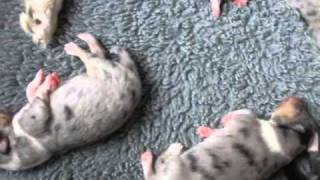 20110412_Lekker noekelen bij Sheila (2-2).wmv