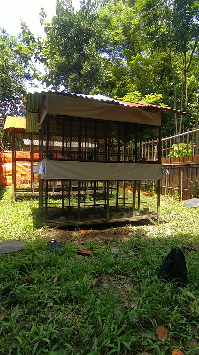 Peternak Perkutut Pemula #burungperkutut #perkutut #pancinganperkututlokal #suarapikatperkutut