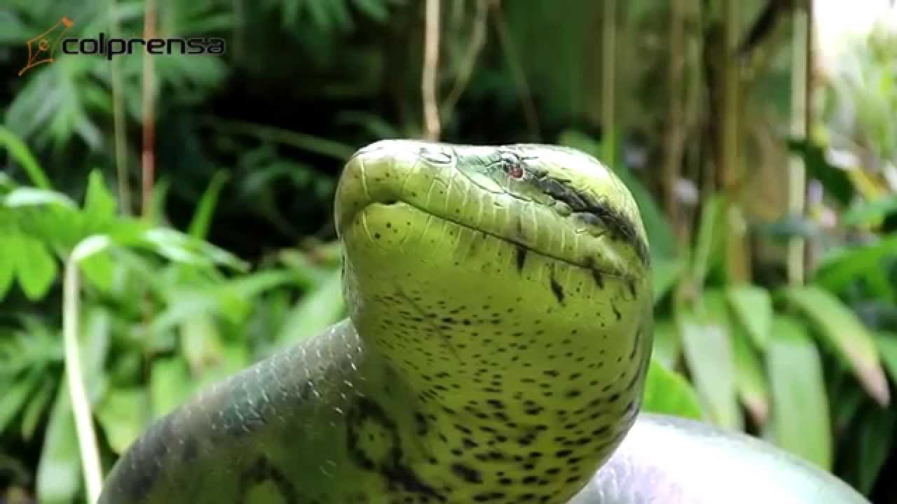 Sucediendo autobús Influencia La serpiente más grande del mundo ya está en Colombia - YouTube