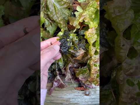 Vídeo: Care for Winter Density Lettuce: Cultiu d'enciam de fulla de densitat d'hivern