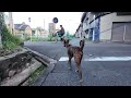 Heartwarming City Walk with My Hound-Like Chinese Rural Dog
