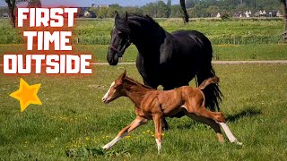 Rising Star and Queen👑Uniek together for the first time in the pasture | Friesian Horses