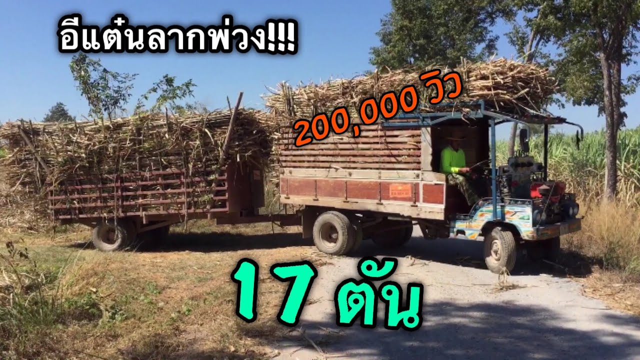 สุดยอด!!! อีแต๋นลากพ่วง บรรทุกอ้อย17ตัน ออกไร่สบายๆ ใช้เกียร์2ลูก.???? #ผู้บ่าวรถไถ