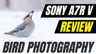 How good is Sony’s New AI Autofocus on the Sony Alpha A7R V for Bird Photography? Camera Review !