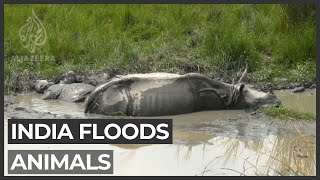 India floods take devastating toll on wild animals