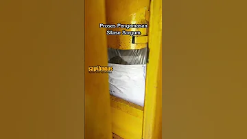 Pakan Ternak Silase Sorgum Shorts 