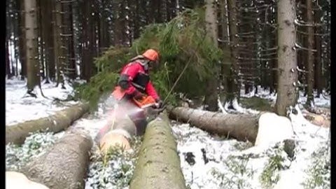 Complete processing of trees, Working with a chainsaw Husqvarna 562 XP is a breeze !!!