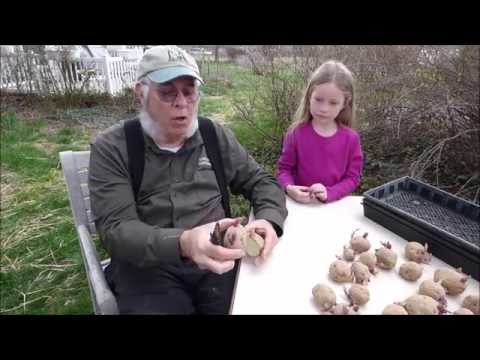 Video: Citting kartupeļi: kā diedzēt kartupeļus agrīnai stādīšanai