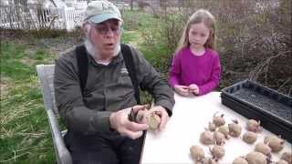 How To Cut Seed Potatoes