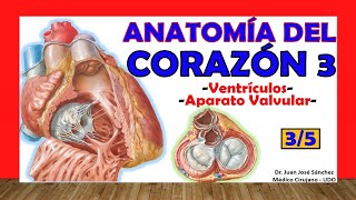 🥇 Anatomy of the HEART 3/5 - Ventricles, Valvular apparatus