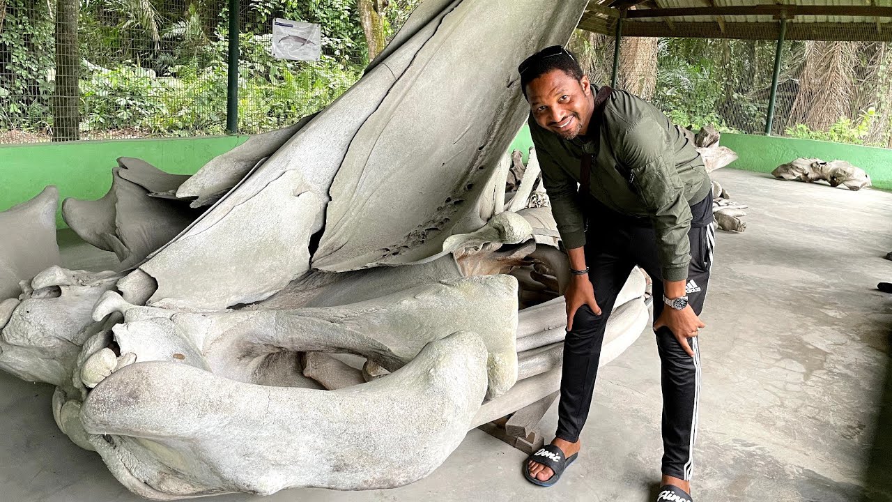 Whales in Finima Island, Nigeria 🇳🇬 