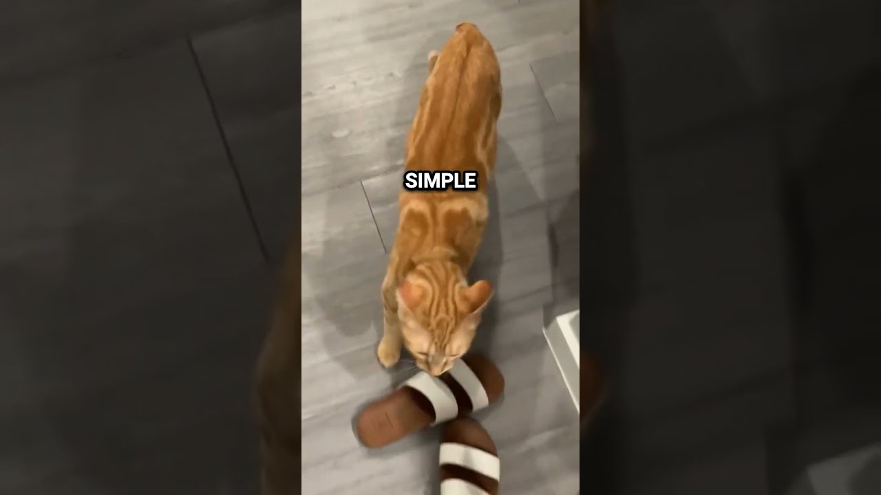 Orange Cat Does Things