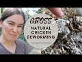 Worms in chicken poop GROSS! | How naturally deworm chickens