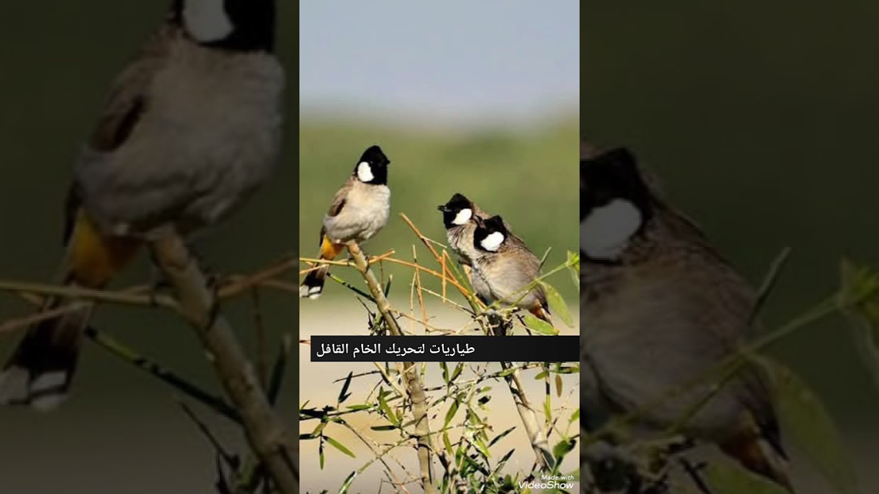 #بلبل_طياريات_لتحريك_الخام_القافل_ شغل بصوت ناصي طياريات تحچي الأخرس لا تنسى المتابعةو الاشتراك