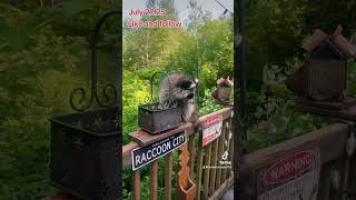 Little Crunchy The Raccoon Cub, Peanut Butter Club , By R Conyard