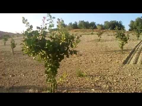 Video: Consejos útiles para podar pistachos: cómo y cuándo podar árboles de pistacho
