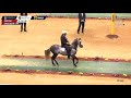 XIV Mundial CABALLOS 78 a 100 meses PASO FINO