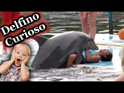 Video: Come Comunicare Con Un Delfino