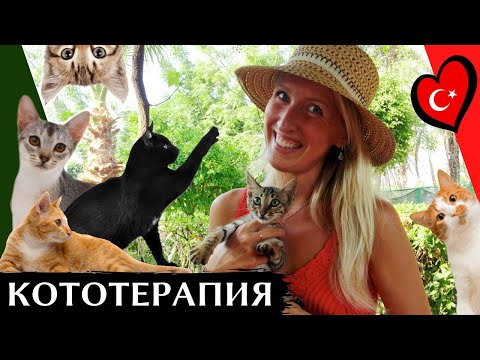 ПАРК КОШЕК, АЛАНЬЯ, ТУРЦИЯ | Как живут кошки в Турции | Kedi parkı, Alanya, Turkey