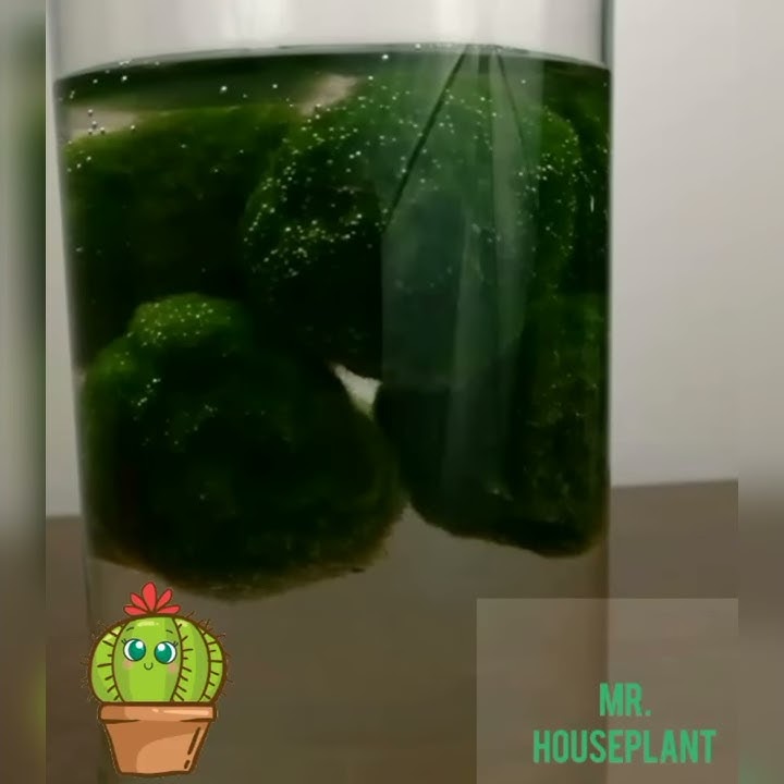 Marimo Moss Balls unboxing and care, how to put them in your tank Pet Moss!  