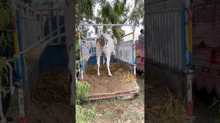 Fateh jani bull 2026 #shorts #shortsfeed #cow #bull #jaffarmandi