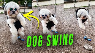 Dog Having a Fun Day in the Park While Sitting in a Swing