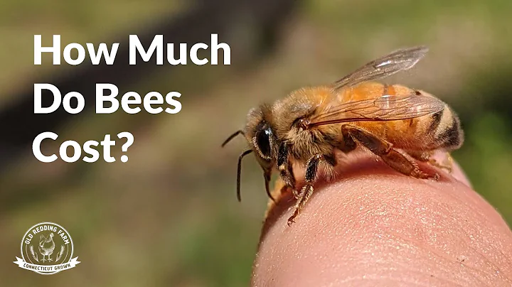 How Much Does It Cost To Start Beekeeping? | Getting Started With Honeybees