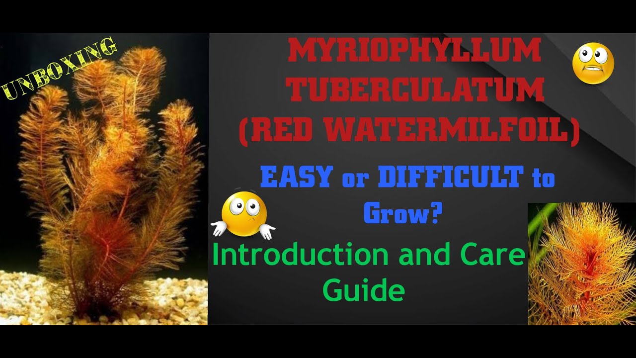 Myriophyllum tuberculatum: введение и уход | Red WatermilFoil | 
