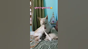 Khubiya Bchi Hain Funny Comedy Love Cute Trending Dog Viralshorts Ytshorts Shorts Viral 