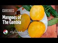Mangoes of The Gambia | My Gambia | My Magazine