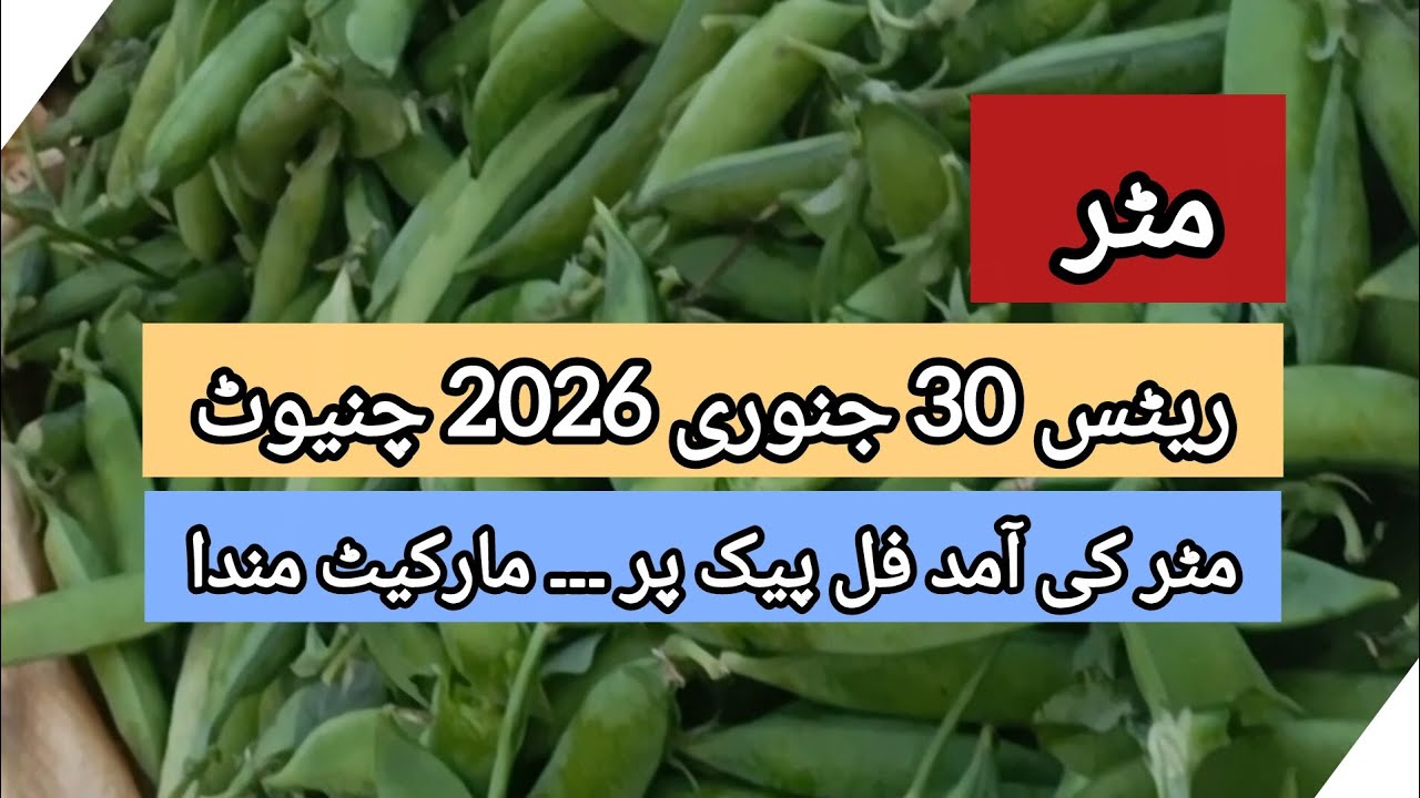 Матар Ки боли | Рыночные курсы 30.01.26 Чиниот