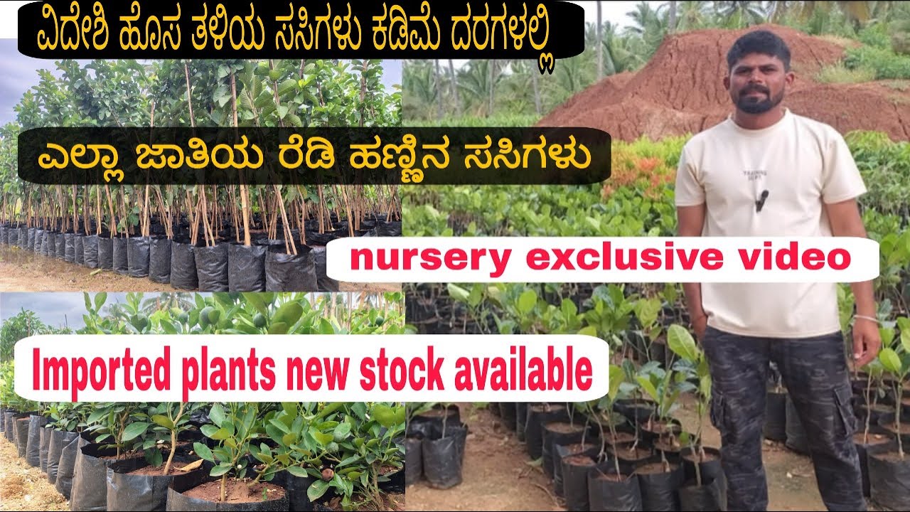  ವೆರೈಟಿ ಹಣ್ಣಿನ ಸಸ್ಯಗಳು ಕಡಿಮೆ ದರದಲ್ಲಿ | join channel get price list | fruit plants new stock | ನರ್ಸರಿ