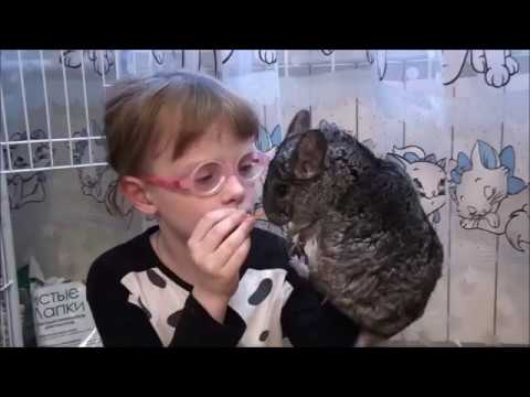 Shopping for CHINCHILLAS - chinchilla PARTY Part 2 - the content of the chinchilla