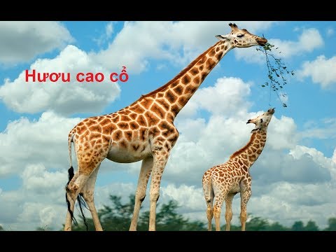 nhạc thiếu nhi hươu cao cổ tại Xemloibaihat.com