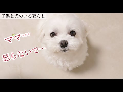 2歳息子を叱ったらマルチーズが止めにきました… ╎子供と犬vlog