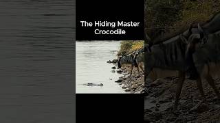 침묵의 암살자 악어(feat.누) Crocodile: The Silent Assassin (Wildebeest Hunt) #animals #누 #악어 #wildlife