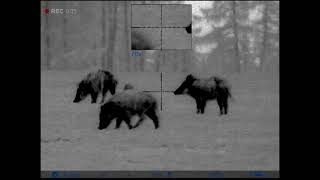 Wild boar hunt, hog hunt, Pulsar trail 2 XQ50 LRF